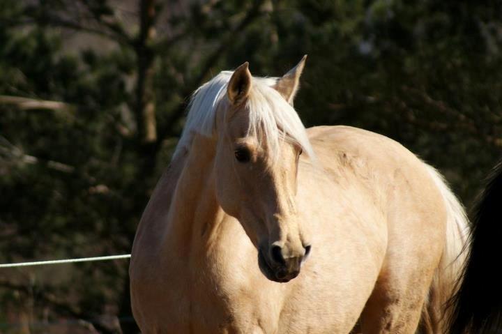 Palomino Gazia billede 18