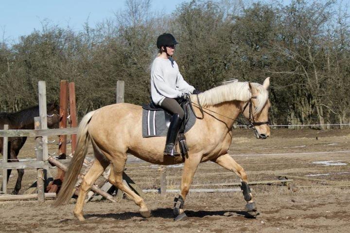 Palomino Gazia billede 19