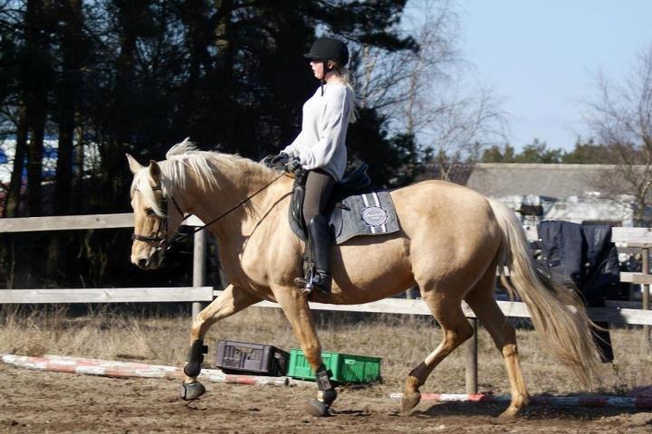 Palomino Gazia billede 20