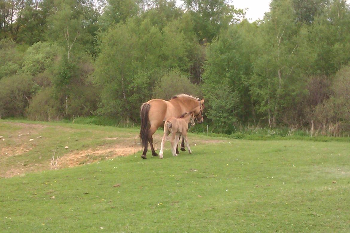 Anden særlig race Roxi - her er jeg sammen med min søn. billede 13