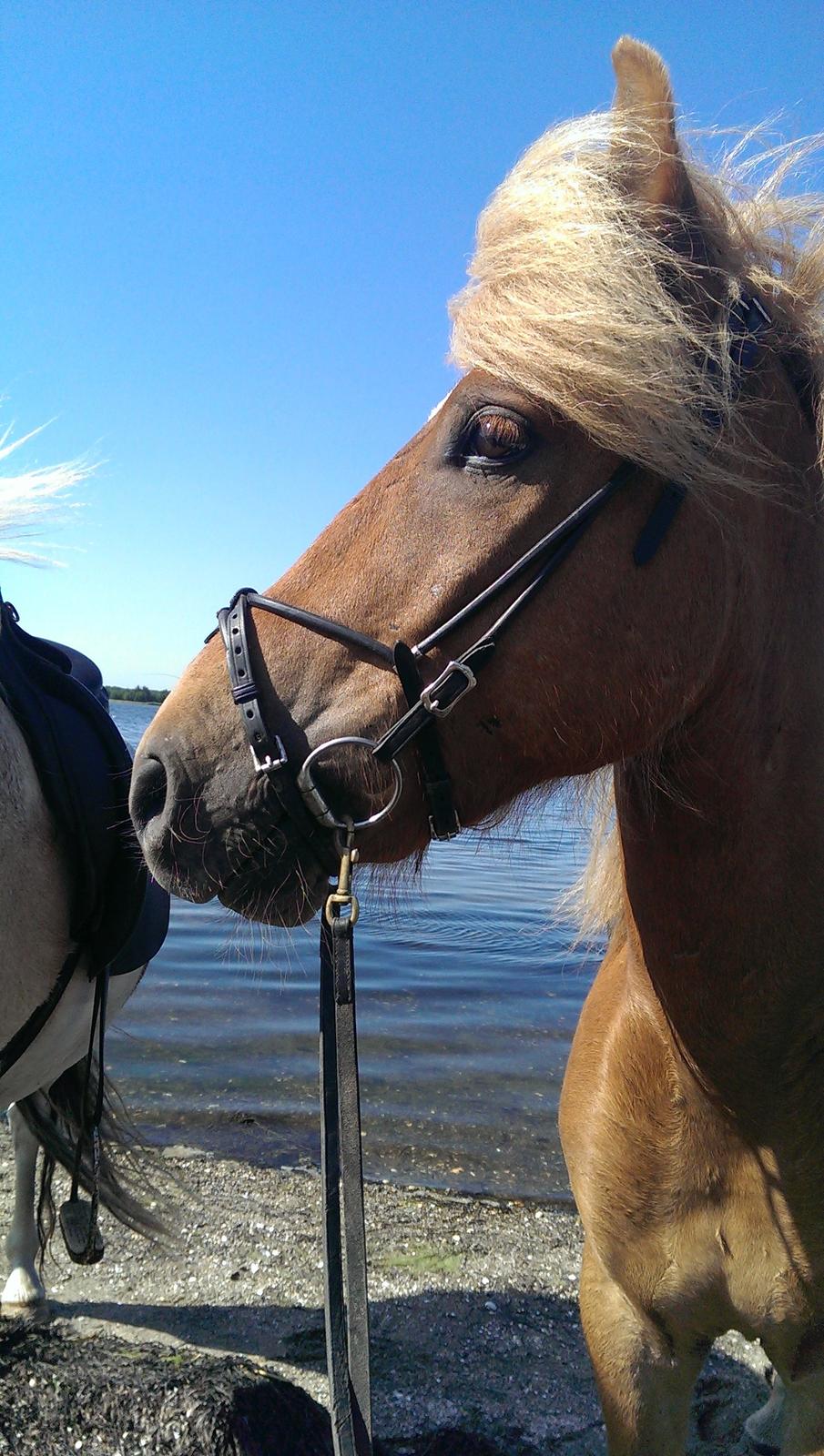 Islænder Halli langtved - Eventyr ved limfjorden - Juni 2013 billede 11