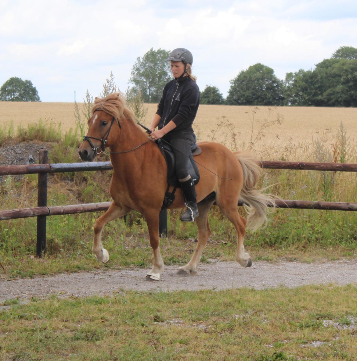 Islænder Halli langtved - tølt juli 2013 billede 12