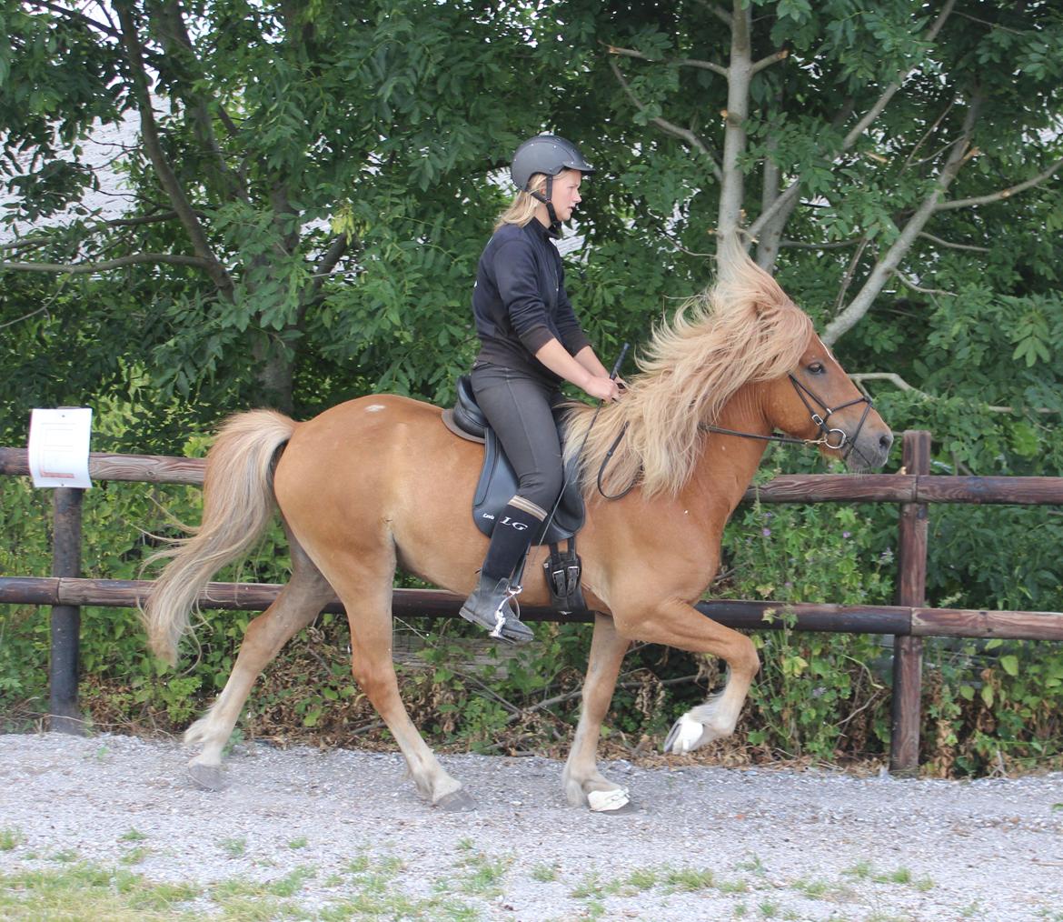 Islænder Halli langtved - tølt juli 2013 billede 13