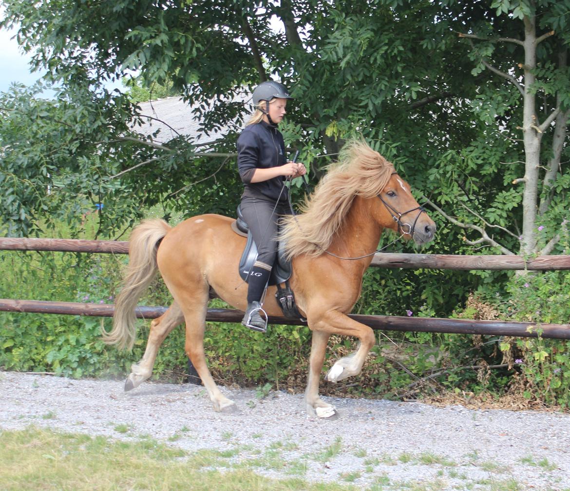 Islænder Halli langtved - tølt for løse tøjler juli 2013 billede 14