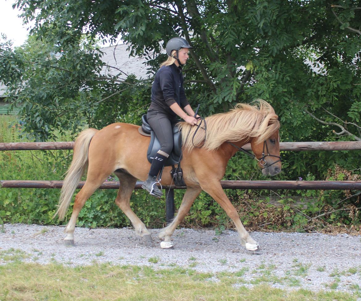 Islænder Halli langtved billede 15