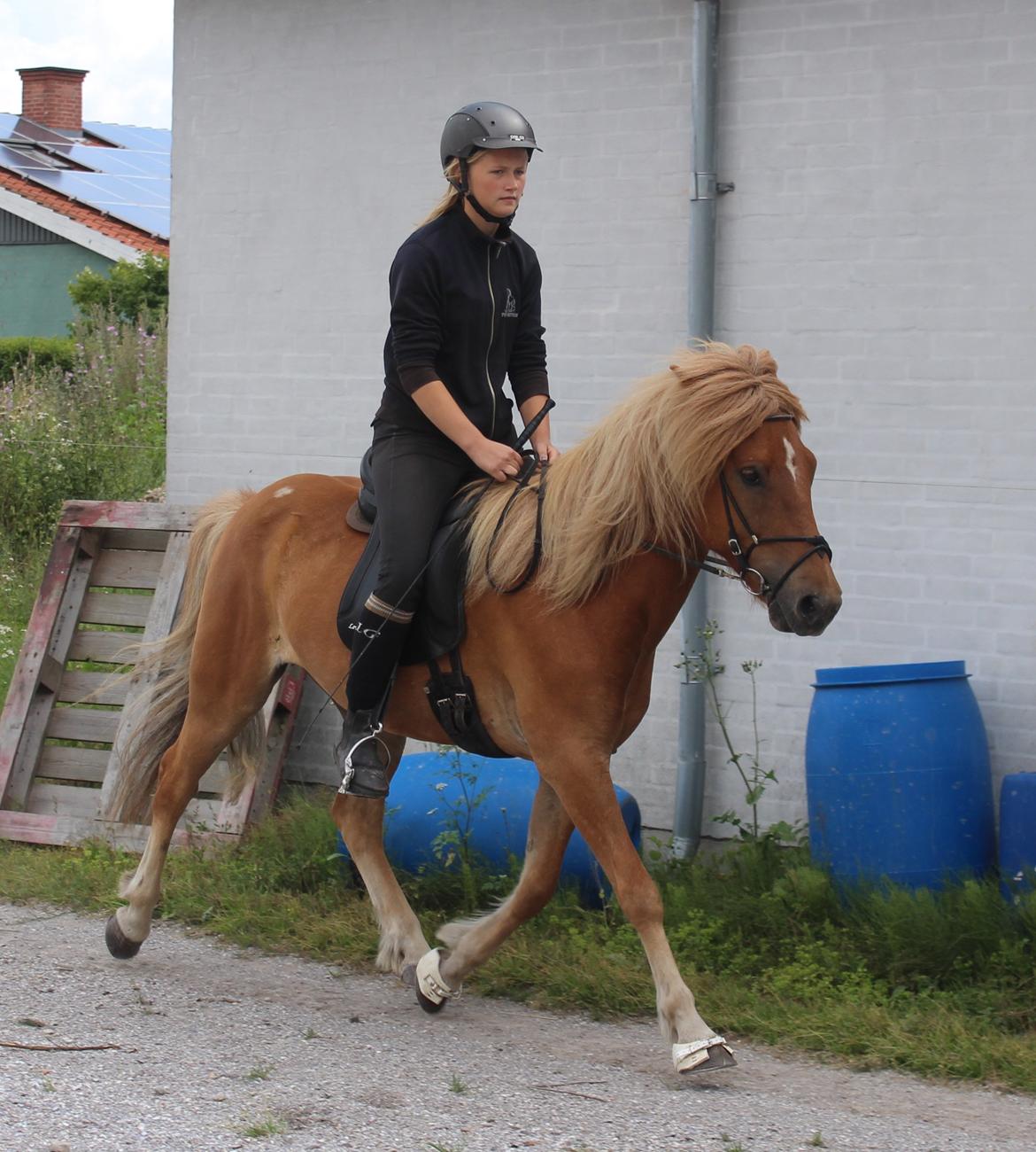 Islænder Halli langtved billede 16