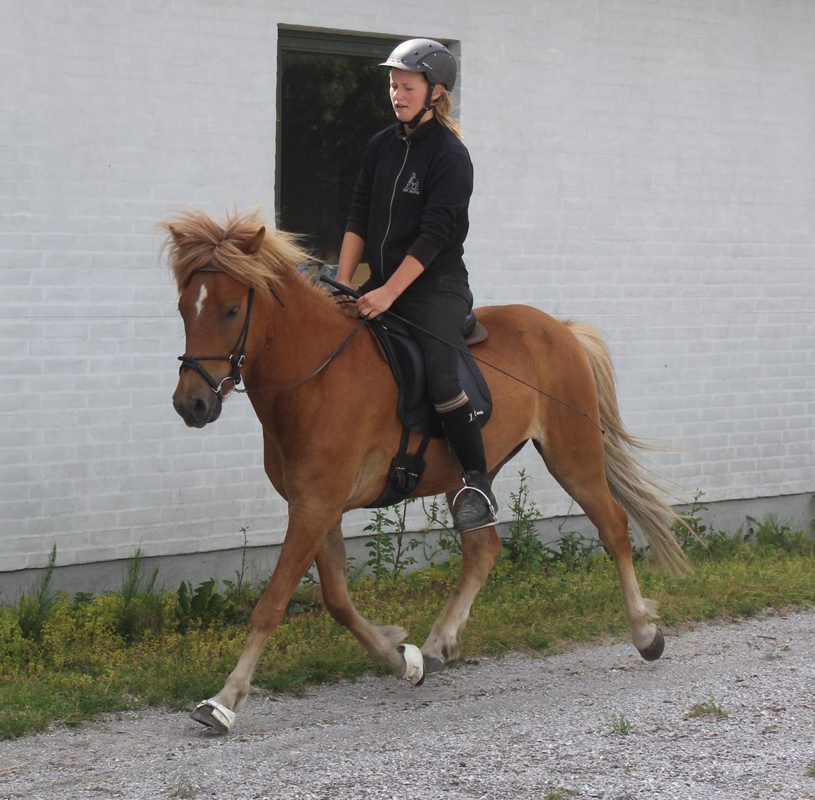 Islænder Halli langtved billede 17