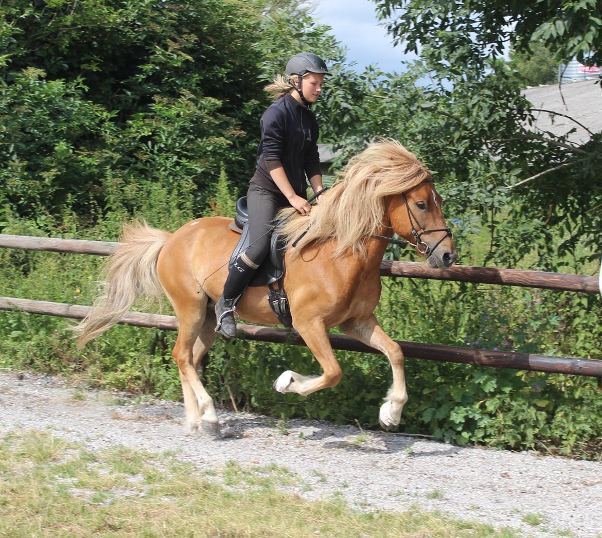 Islænder Halli langtved billede 18