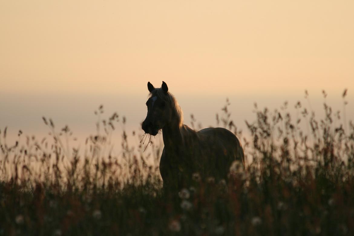 Palomino Rainbow Emily Rose billede 6