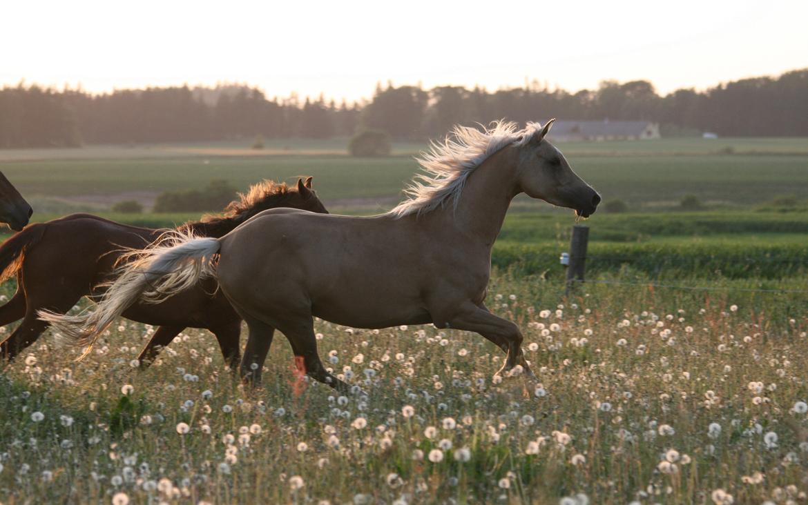 Palomino Rainbow Emily Rose billede 10