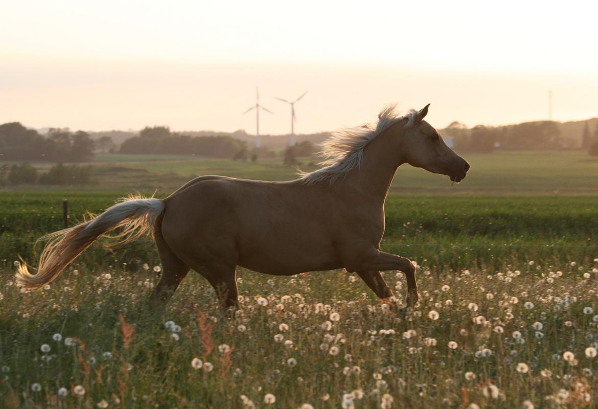 Palomino Rainbow Emily Rose billede 13