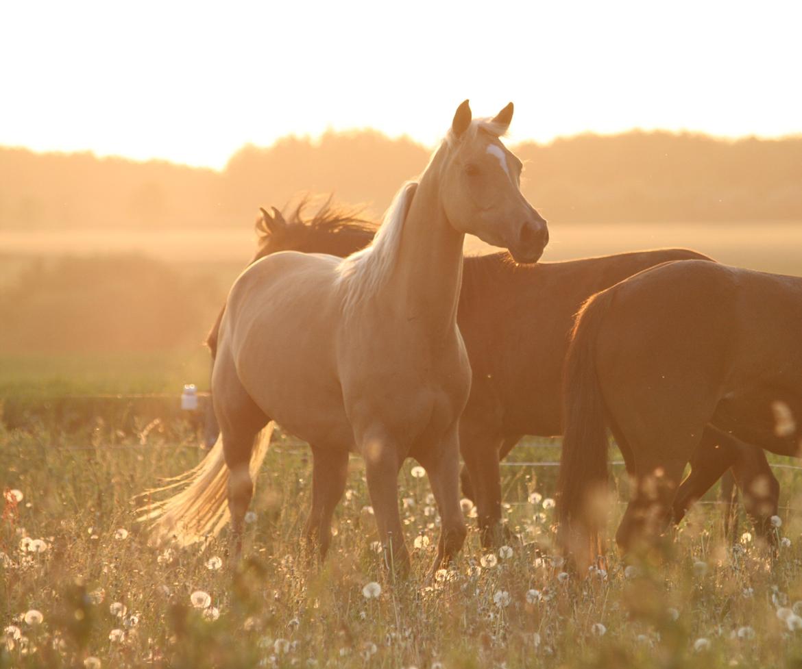 Palomino Rainbow Emily Rose billede 1