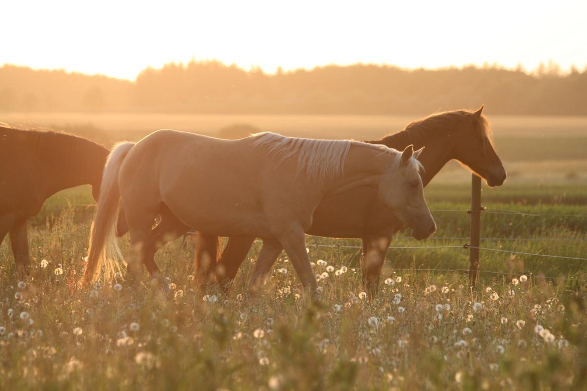 Palomino Rainbow Emily Rose billede 11