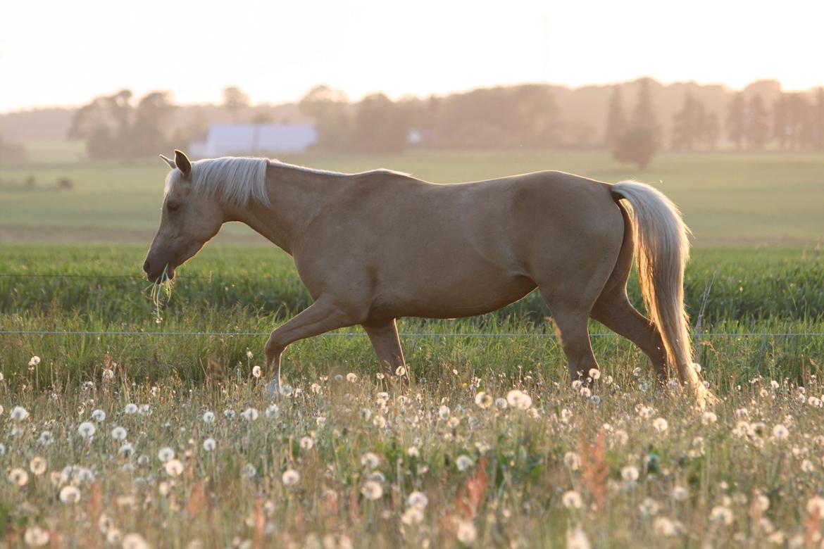 Palomino Rainbow Emily Rose billede 2