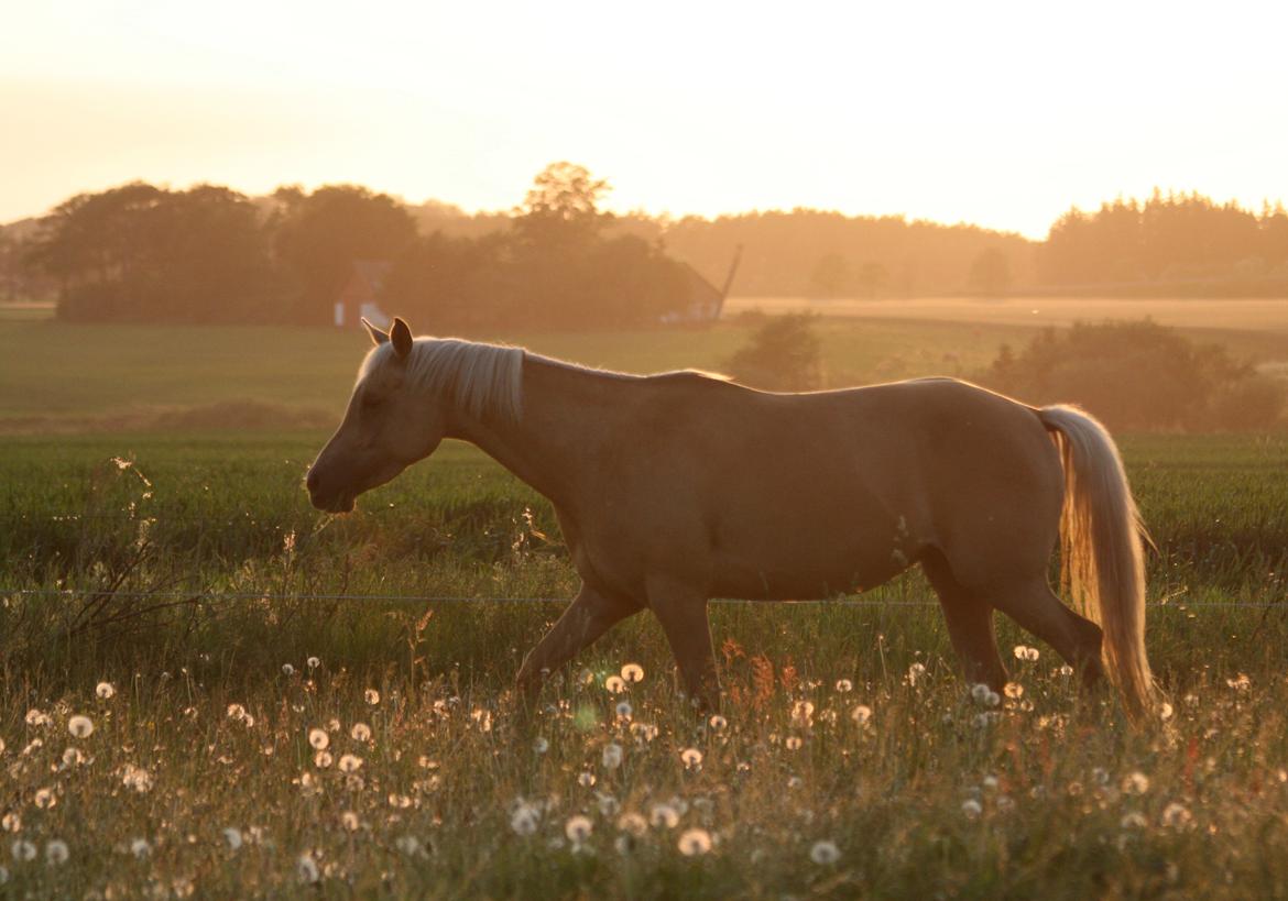 Palomino Rainbow Emily Rose billede 7