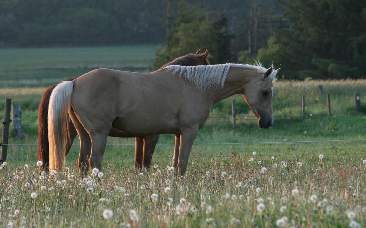 Palomino Rainbow Emily Rose billede 8