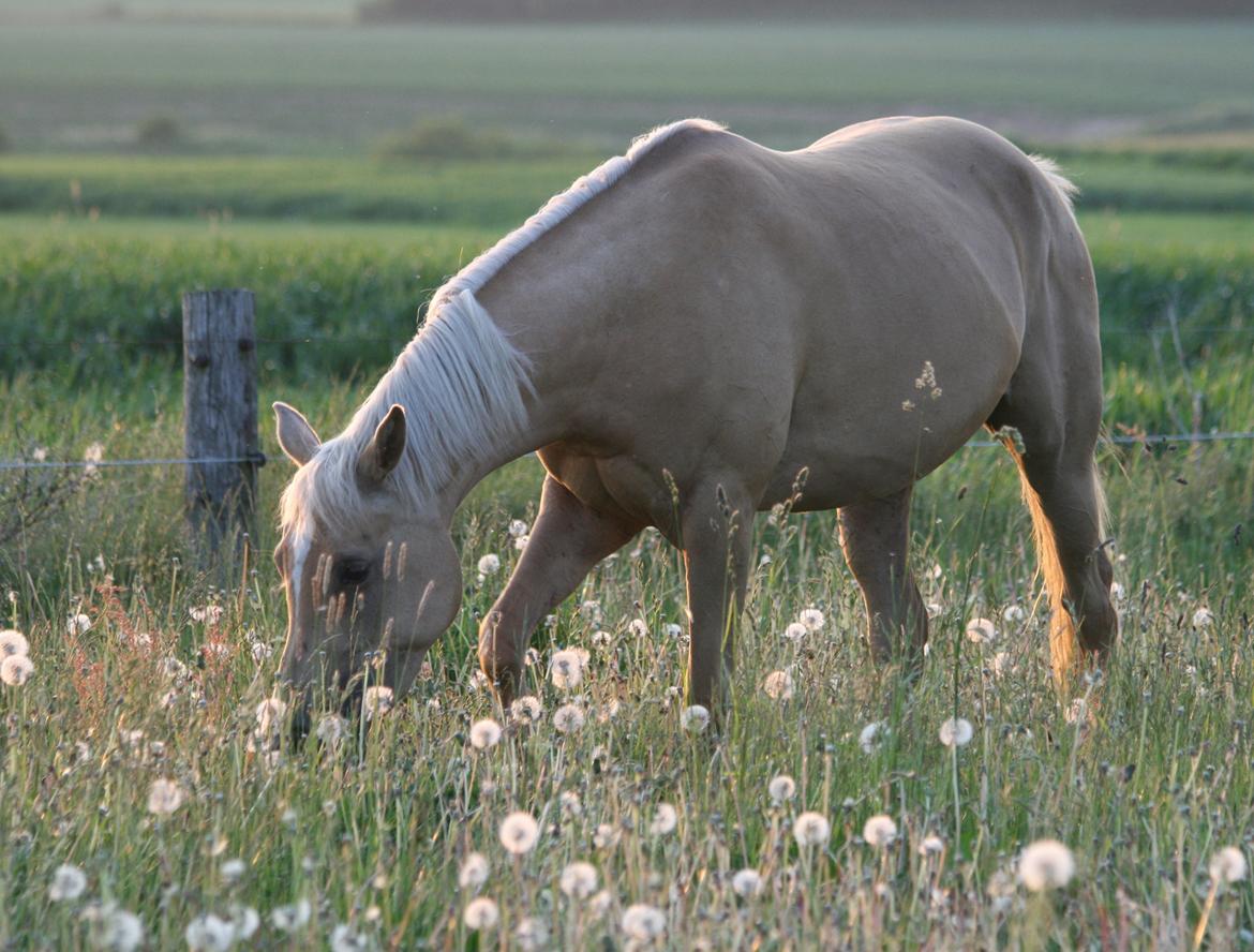 Palomino Rainbow Emily Rose billede 12