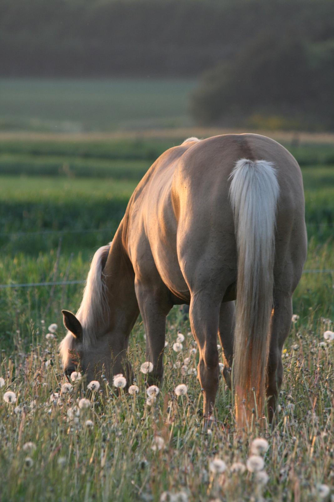 Palomino Rainbow Emily Rose billede 16