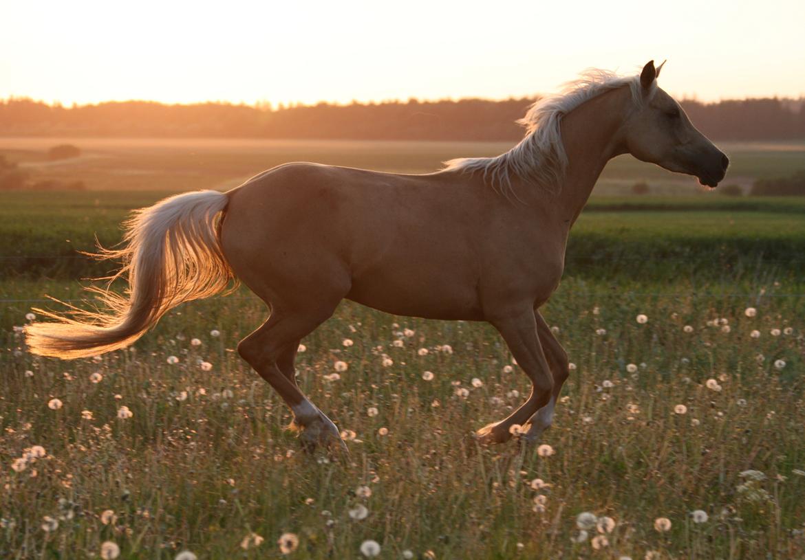 Palomino Rainbow Emily Rose billede 9