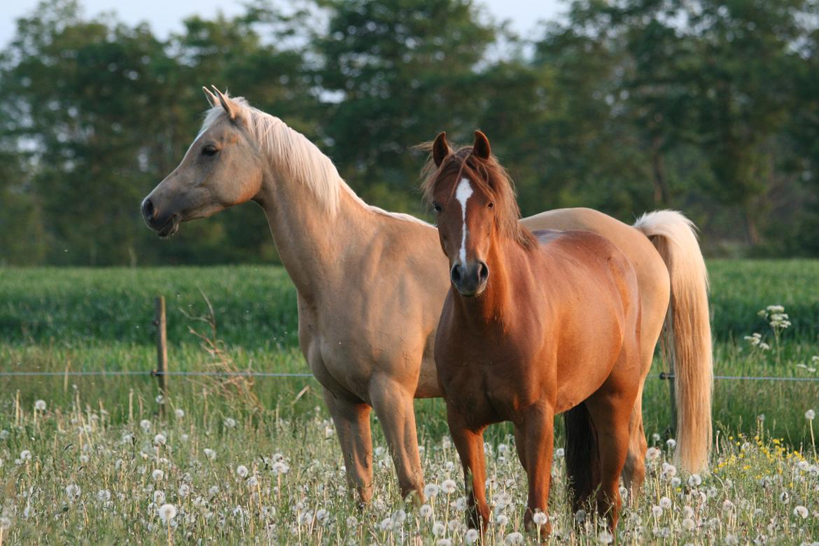 Palomino Rainbow Emily Rose billede 3