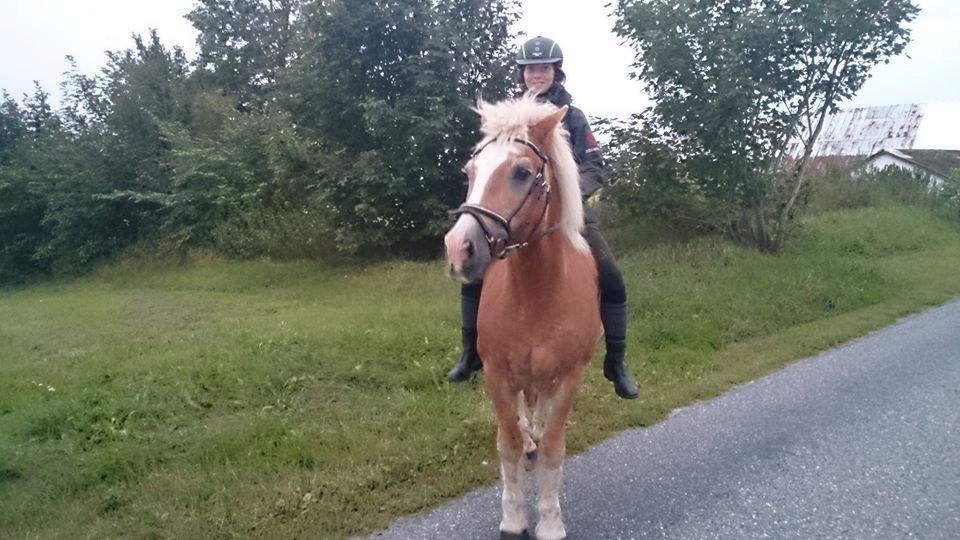 Tyroler Haflinger Anton himmelhest  - på tur uden sadel den 15/8-2013 første gang på tur med Mona. billede 19