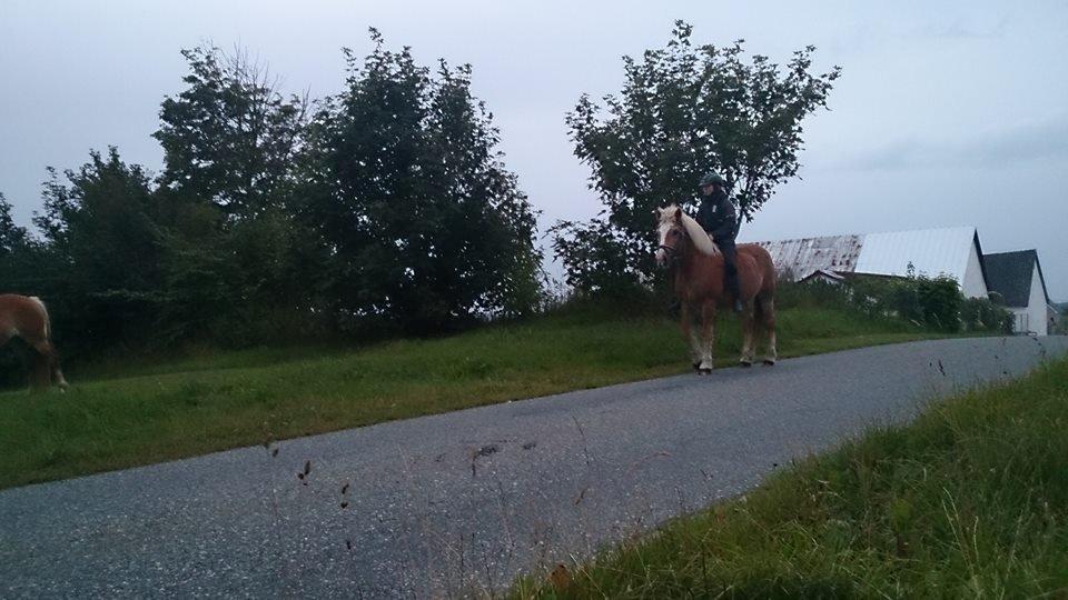 Tyroler Haflinger Anton himmelhest  billede 20