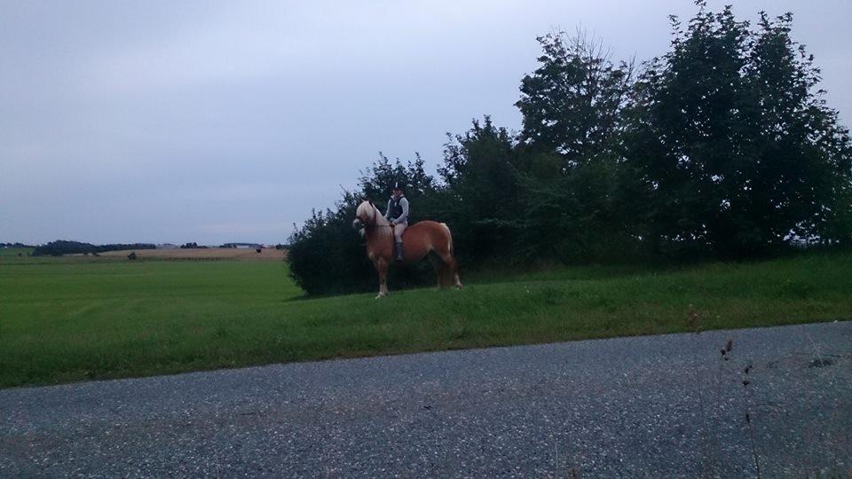 Haflinger Lolle billede 3