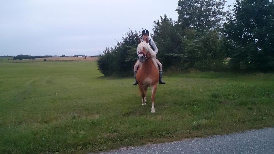 Haflinger Lolle billede 4