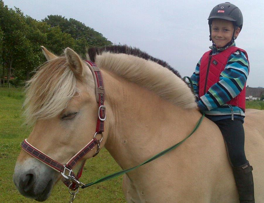 Fjordhest Ponker Præsten billede 1