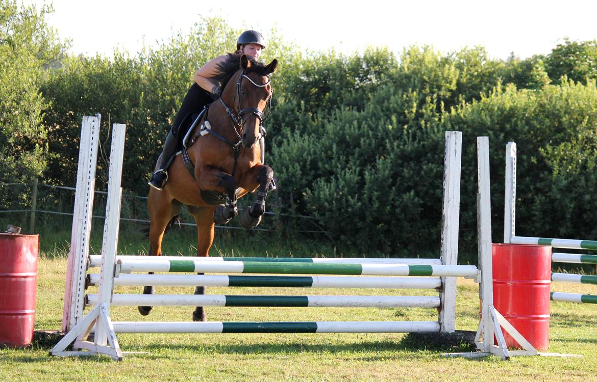 Dansk Varmblod QUENNEL - 8/8-13 v. Mikael Hansen Foto: Anders D. Jensen m. mit kamera billede 2