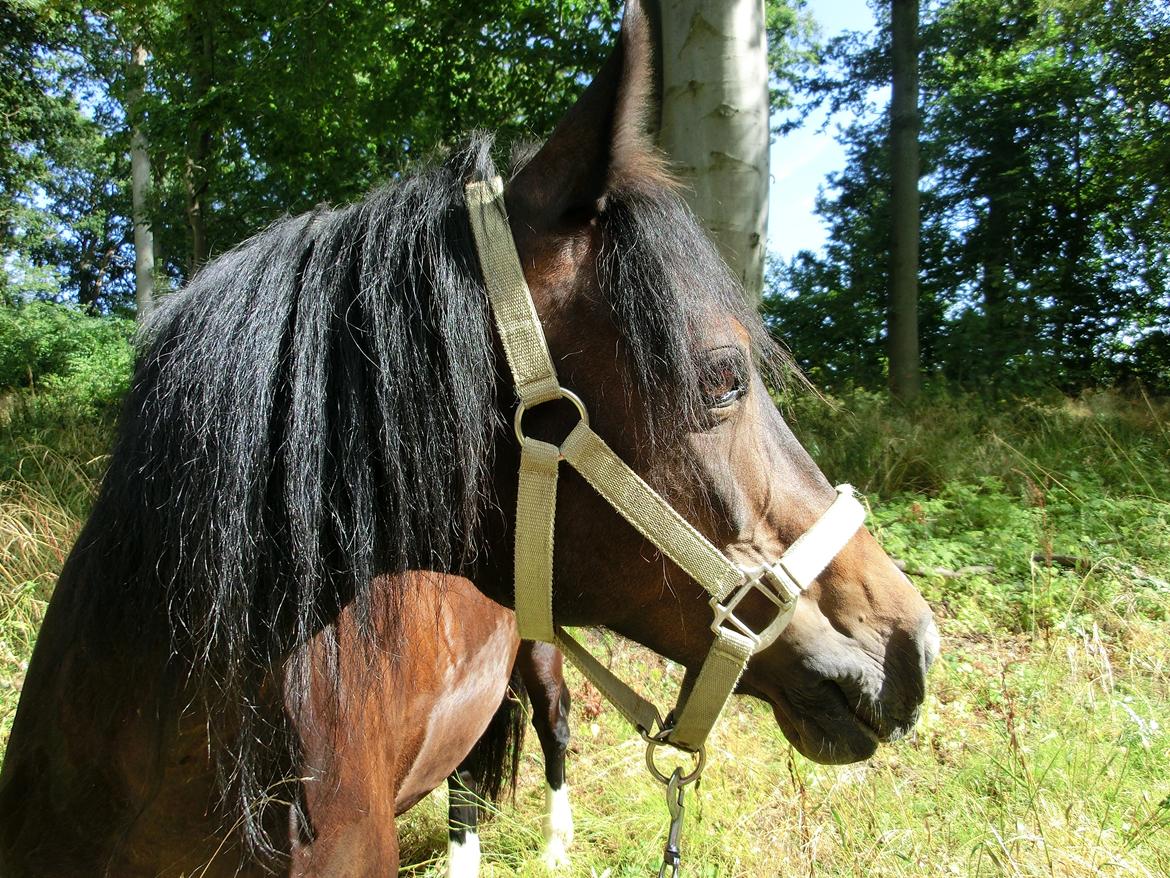 Welsh Pony af Cob-type (sec C) Pristina<3 billede 1