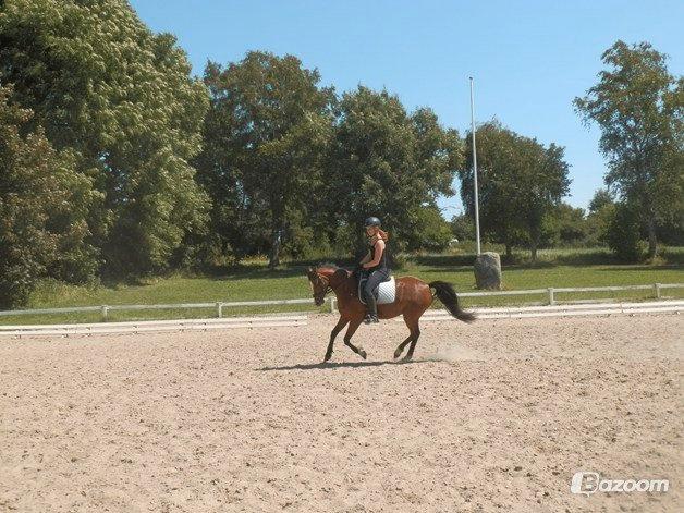 Welsh Partbred (Sec F) Lafayettte (Lami) billede 17