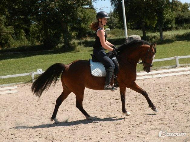 Welsh Partbred (Sec F) Lafayettte (Lami) billede 11