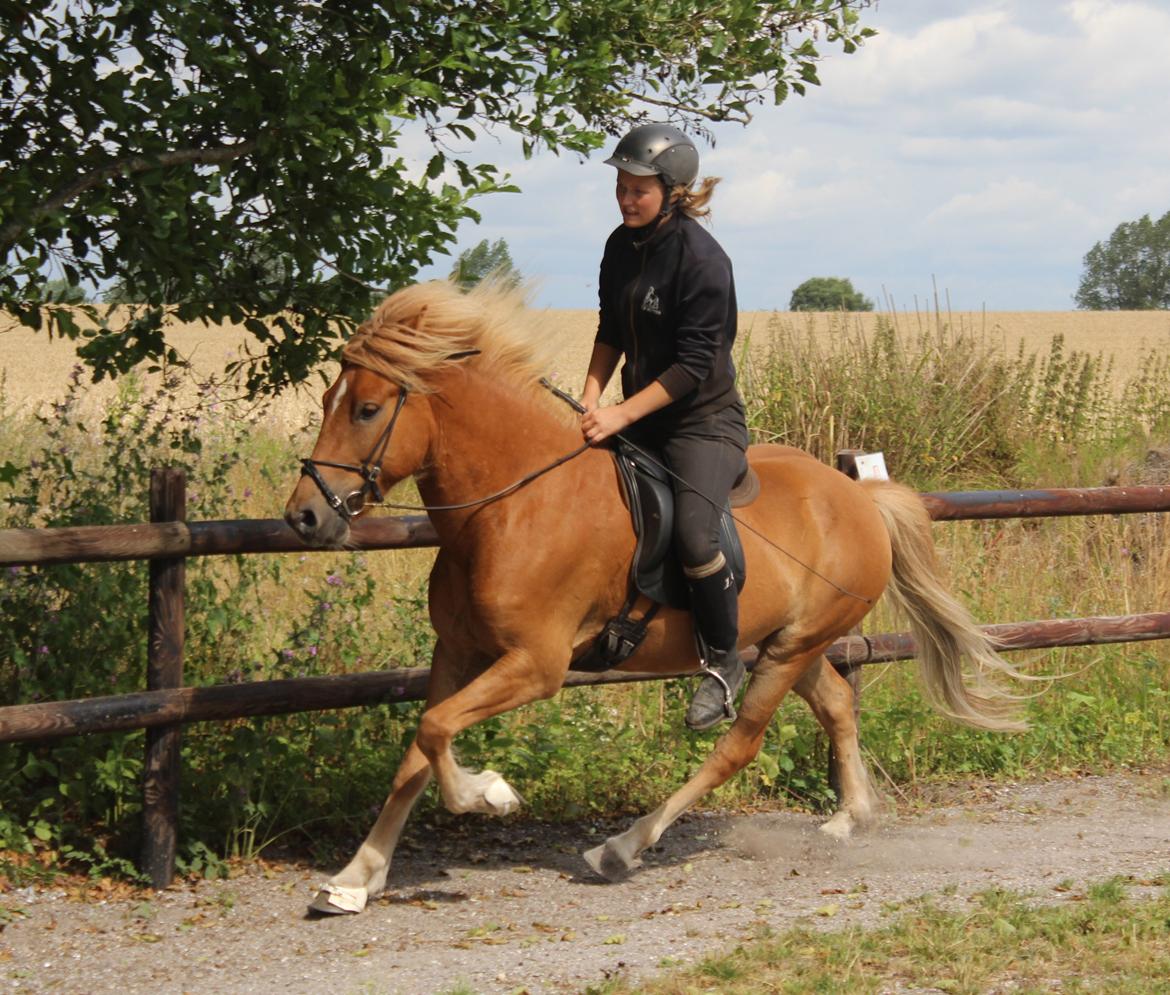 Islænder Halli langtved billede 19