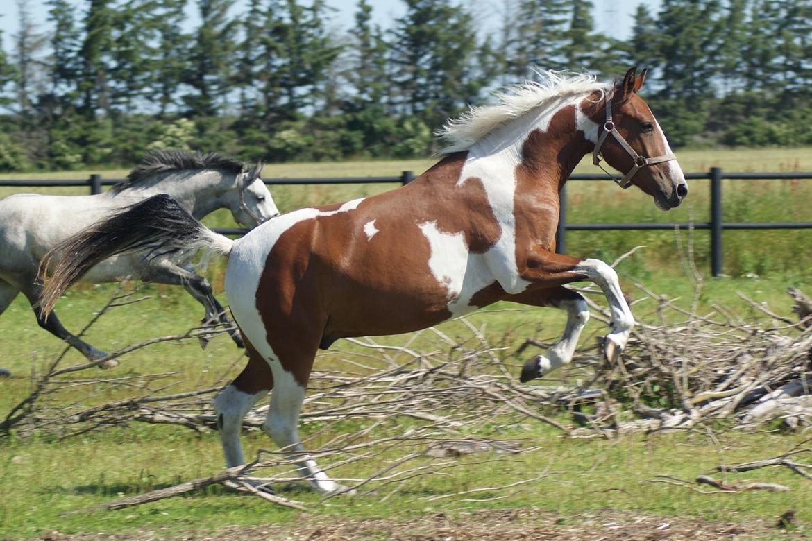 Anden særlig race Fattiggårdens WonderBoy - Godt man kan hoppe over de pinde der ligger i vejen på marken :) 3 år. billede 13