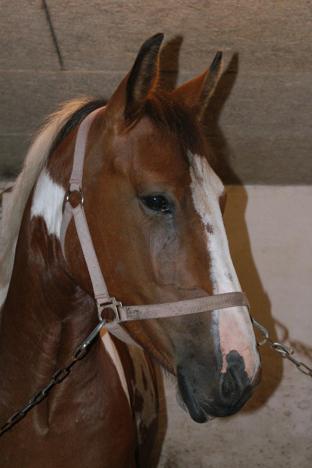 Anden særlig race Fattiggårdens WonderBoy - Hans smukke hoved. billede 14