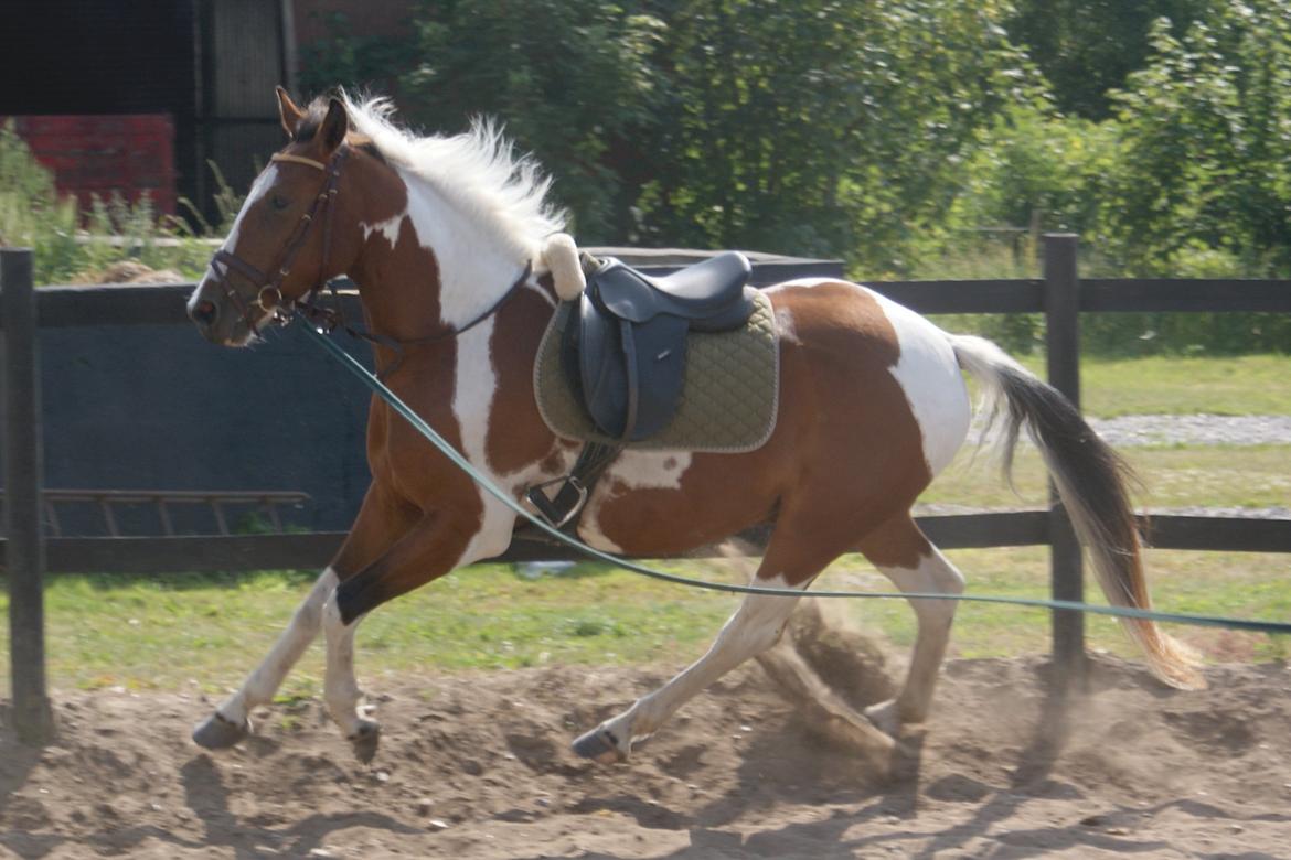 Anden særlig race Fattiggårdens WonderBoy - Under tilridning v. berider Carsten Sand billede 15