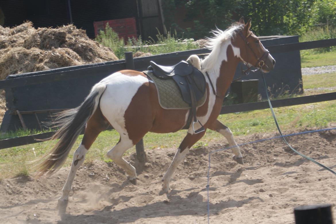 Anden særlig race Fattiggårdens WonderBoy - Under tilridning v. berider Carsten Sand billede 16