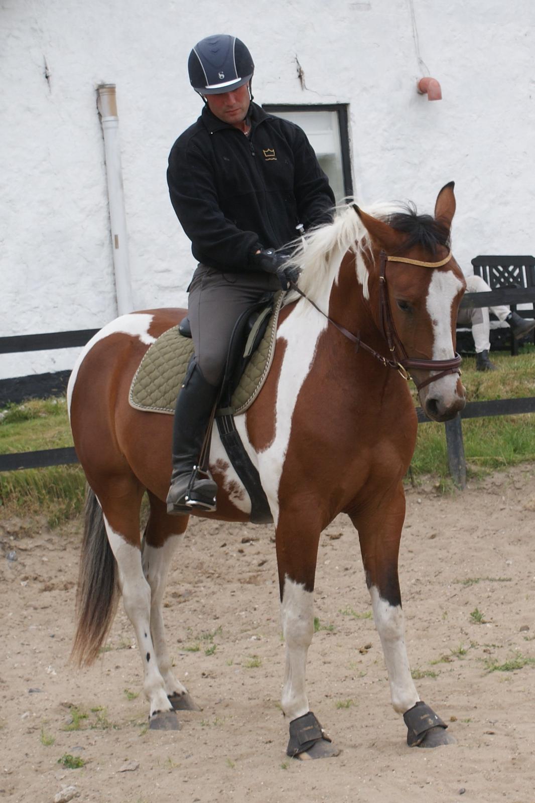 Anden særlig race Fattiggårdens WonderBoy - Under tilridning v. berider Carsten Sand billede 17
