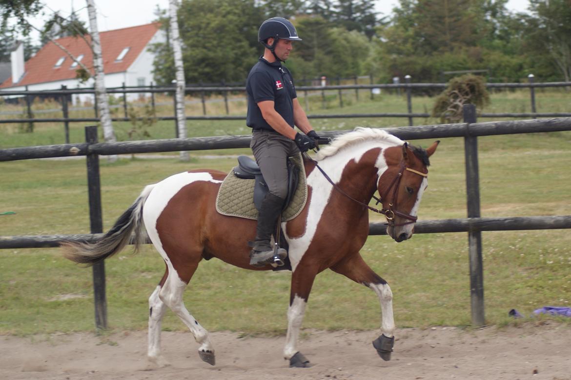 Anden særlig race Fattiggårdens WonderBoy - Under tilridning v. berider Carsten Sand billede 1