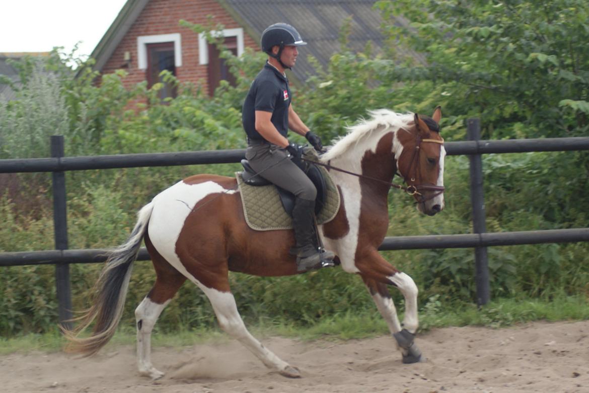 Anden særlig race Fattiggårdens WonderBoy - Under tilridning v. berider Carsten Sand billede 19