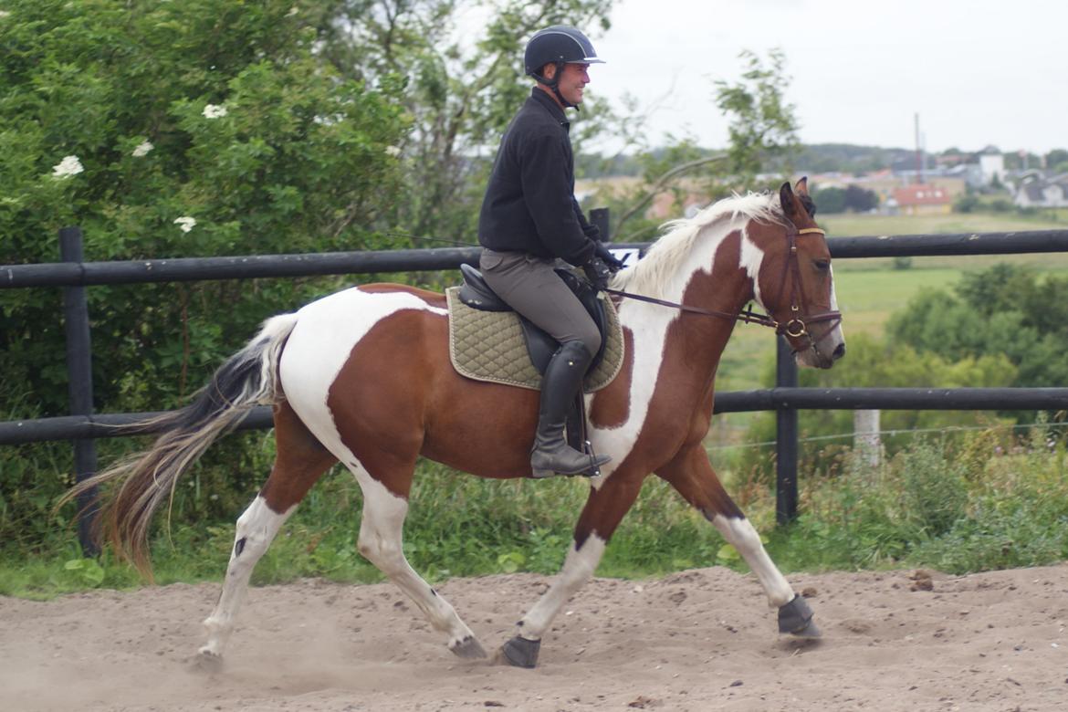 Anden særlig race Fattiggårdens WonderBoy - Under tilridning v. berider Carsten Sand billede 20