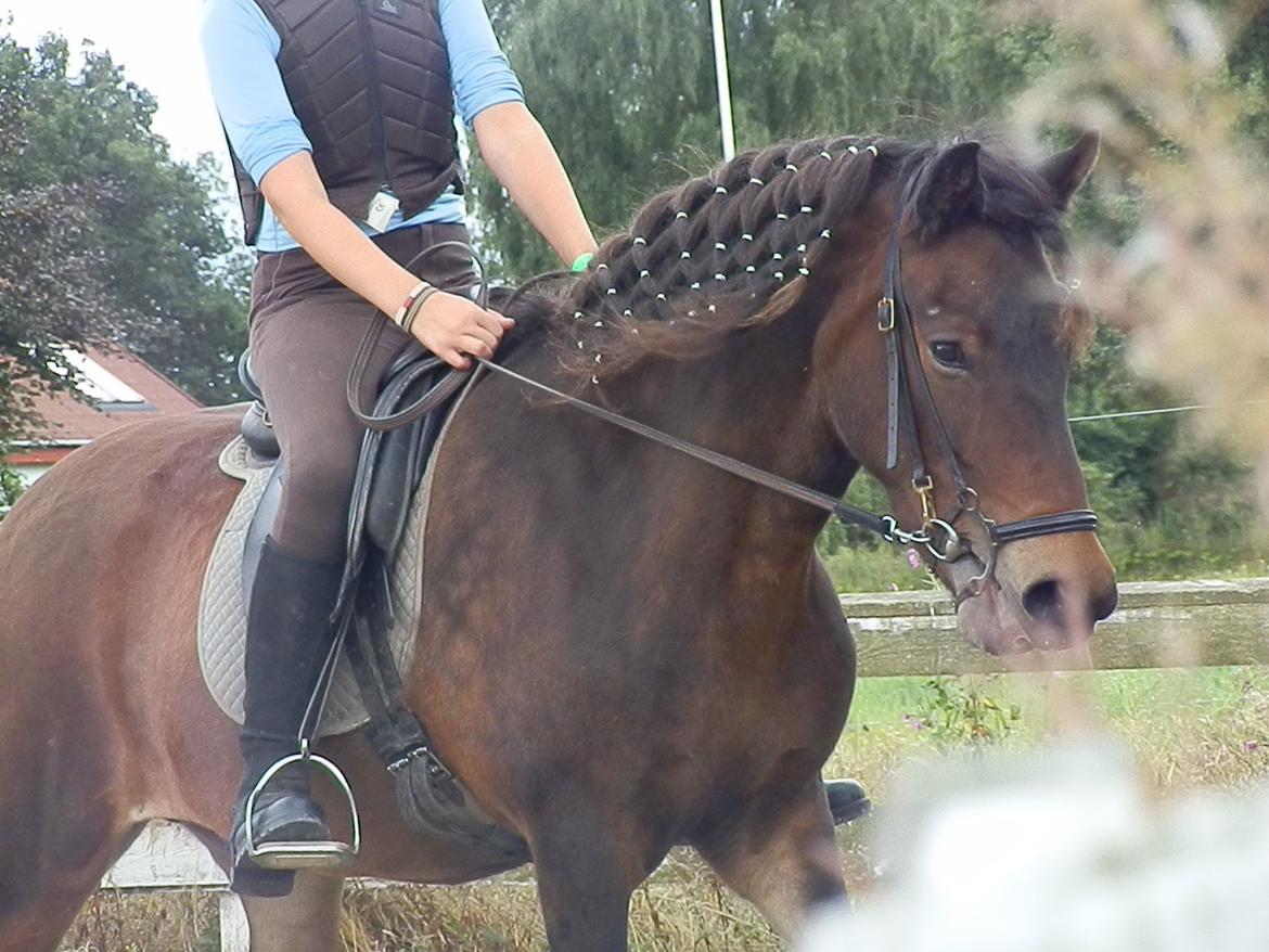 Islænder Bylgja fra solløkke (Min stjerne) - Velkommen til Bylgjas profil;) billede 3