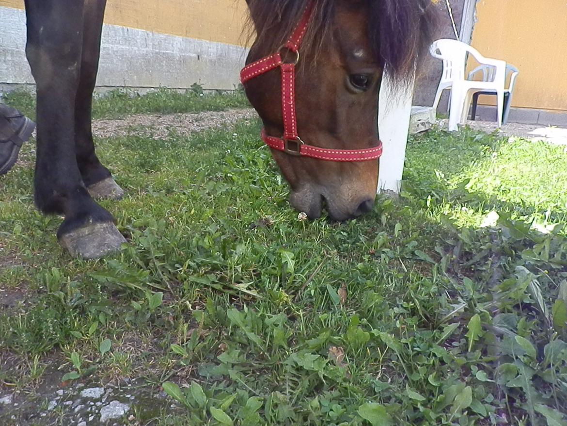 Islænder Bylgja fra solløkke (Min stjerne) - Græs er det bedste! billede 6