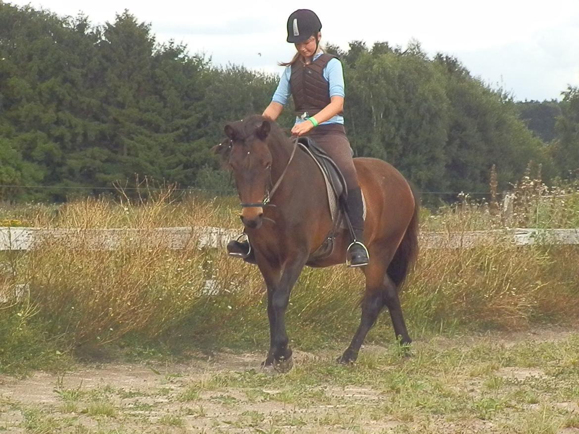 Islænder Bylgja fra solløkke (Min stjerne) billede 9