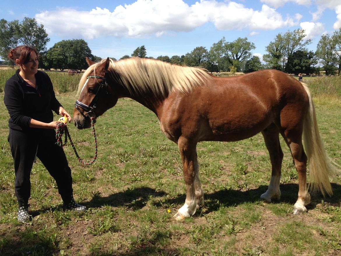 Welsh Cob (sec D) Mr. Roy billede 21