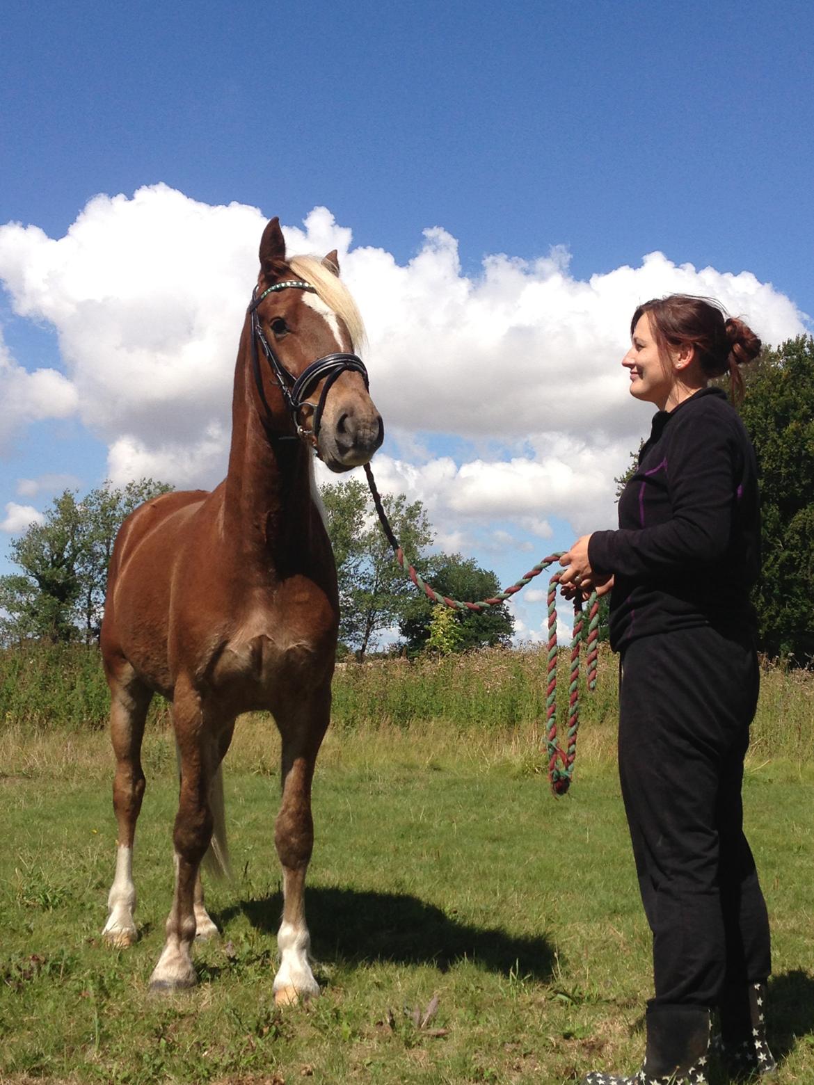 Welsh Cob (sec D) Mr. Roy billede 22