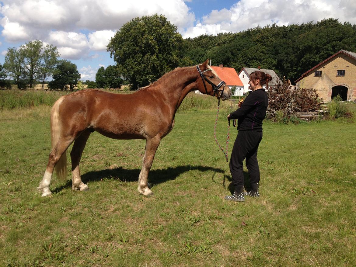 Welsh Cob (sec D) Mr. Roy billede 3