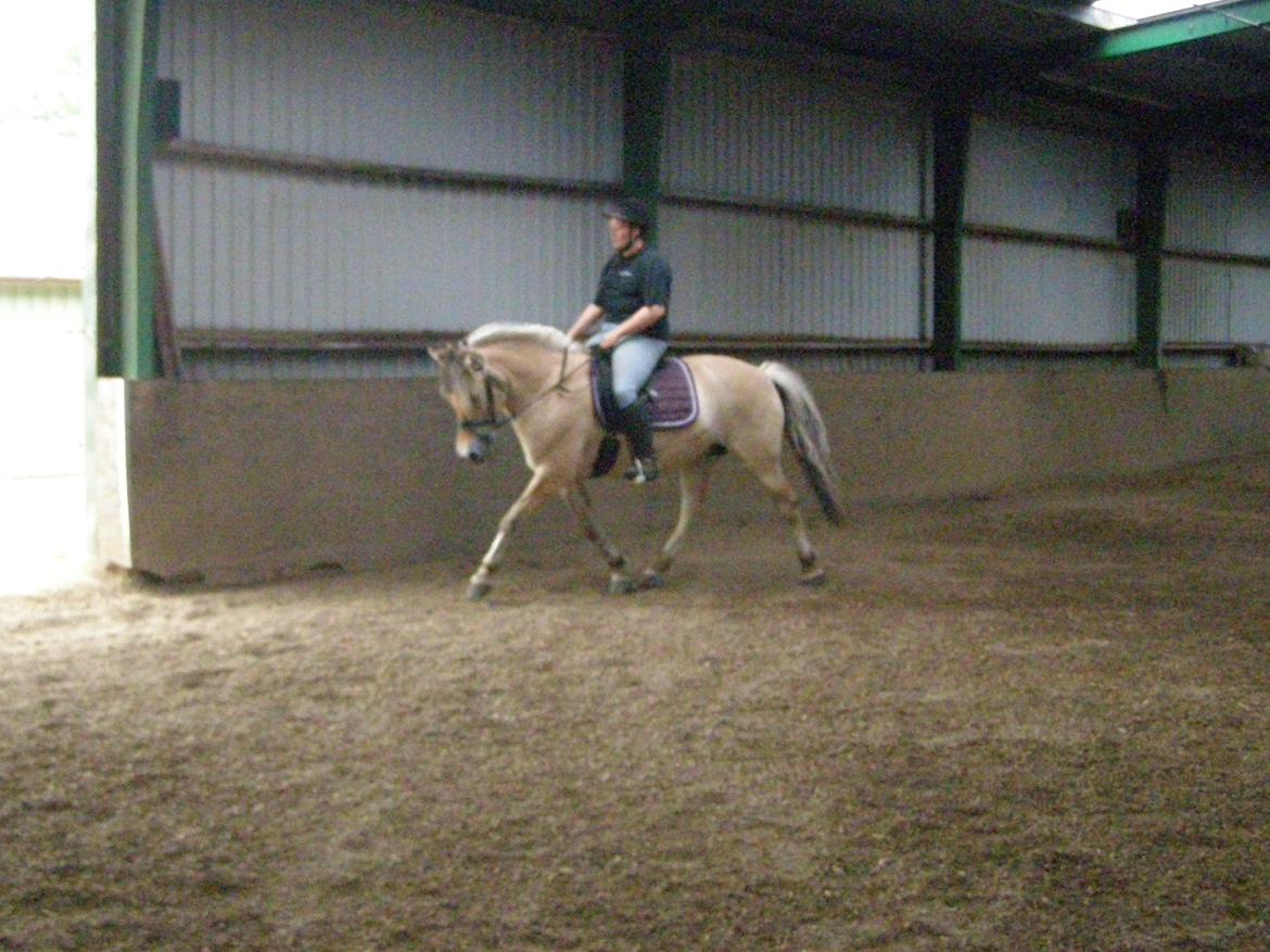 Fjordhest KIRSTINE VÅRBY billede 21