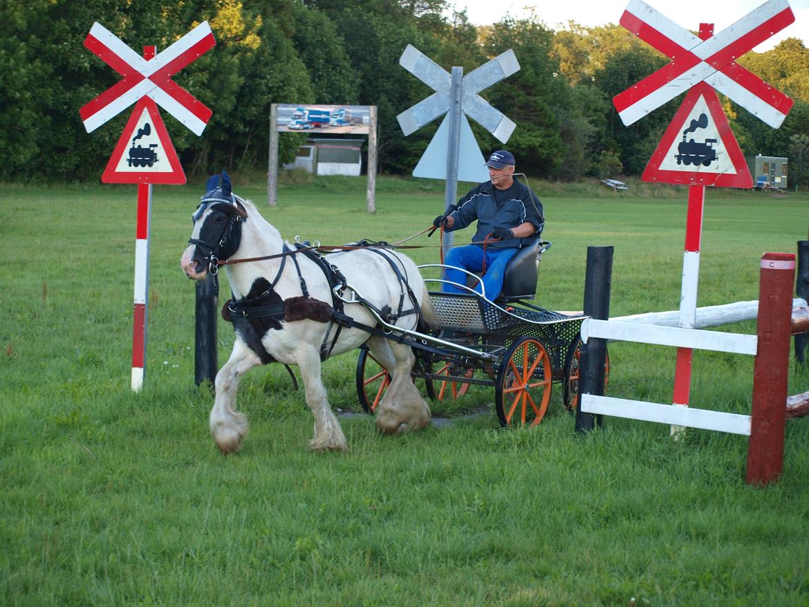 Irish Cob Beer's Paddy billede 17